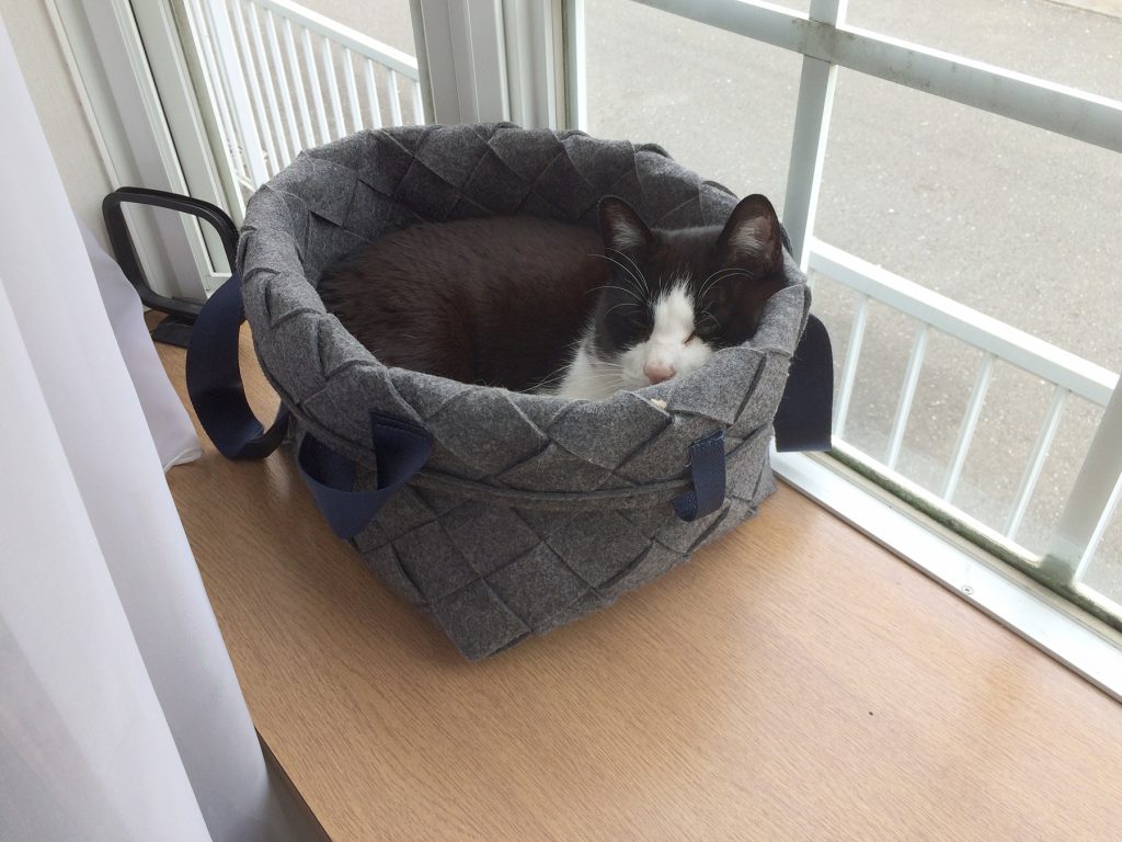 出窓でくつろぐカツヲ